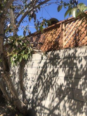 Santa Monica New Property Line Block Wall with Redwood fence topper. (After)