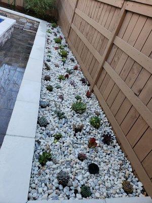 other planter succulents and white gravel are in