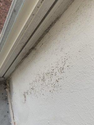 Mold on the wall and obvious moisture in the wall.