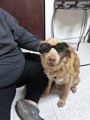 Doggles