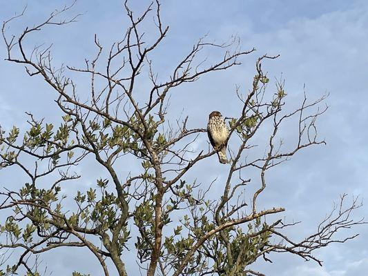 We think it's a Cooper's Hawk.