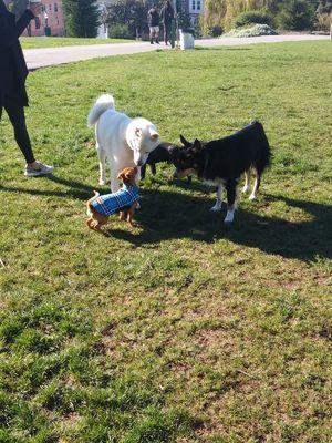 Hitachi and Hendrix meeting small dog