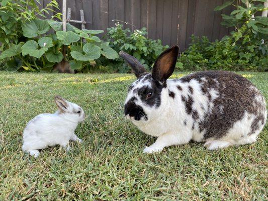 Oreo is to the right. We miss our sweet boy. Thank you, Dr. Moore, for your compassion and care.