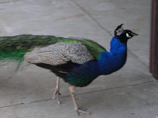 Peacock at sanctuary