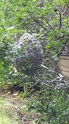 White faced hornets nest . Very aggressive