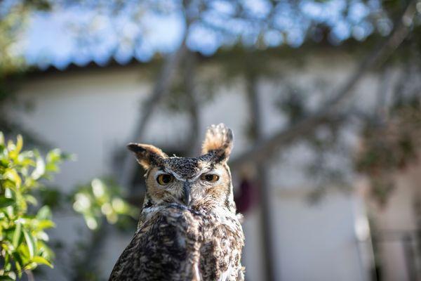 Max the Great Horned Owl is part of SB Audubon Society's Eyes in the Sky program. 5 birds of prey live at the Museum.