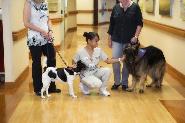 Nathan Adelson Hospice Volunteer Pet Therapists with Nursing Student.