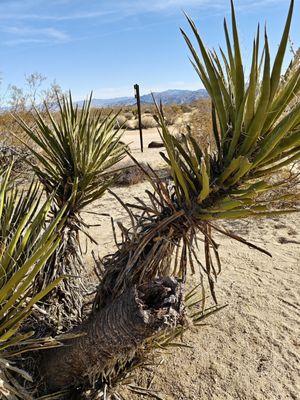 Another scene from the Grand Desert Adventure/Expedition