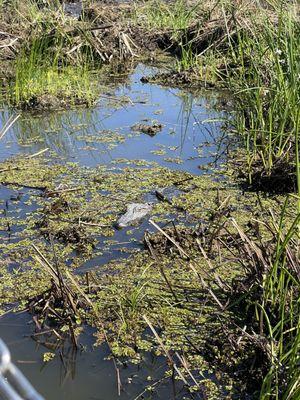 And their baby Gator