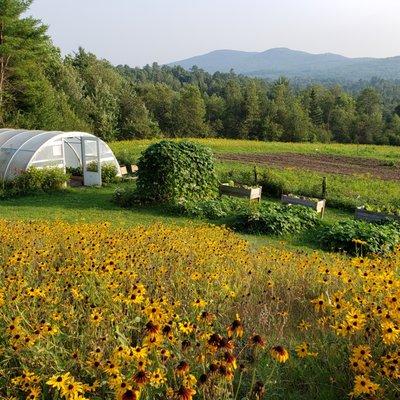 Late Summer in Sugar Hill