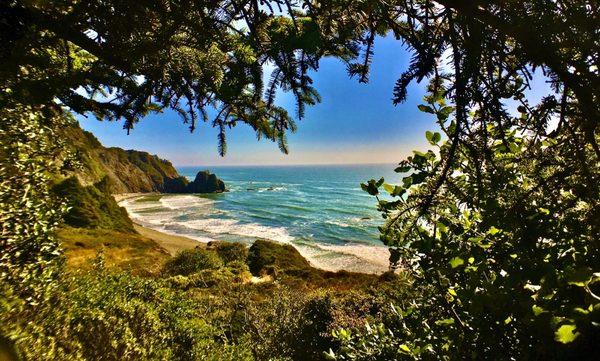 the sandy beach through the pines