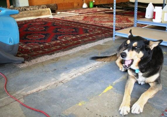 It's a dog's life...Mika supervises Dad and ensures that the rugs are drying properly :)