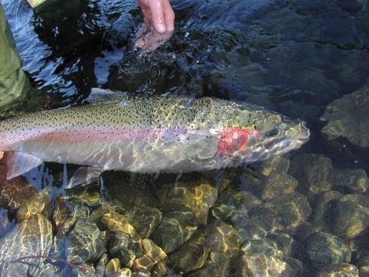 Trinity River Steelhead on Fly Rod