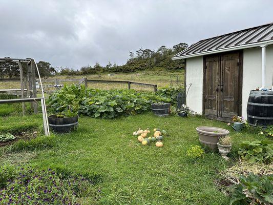 The she shed in the vegetable garden