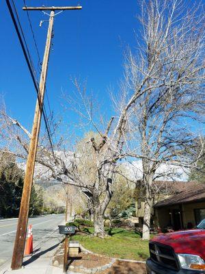 Damaged tree after it was cleared of broken limbs