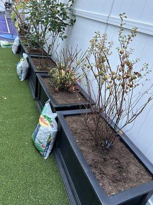 Replacement of old potting soil, planting flowering bushes, bulbs on 10 planters