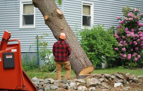 Bailey's Tree Service