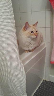 Graham loves to hang out in the bathtub.