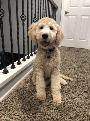 A "happy" vaccinated pup!