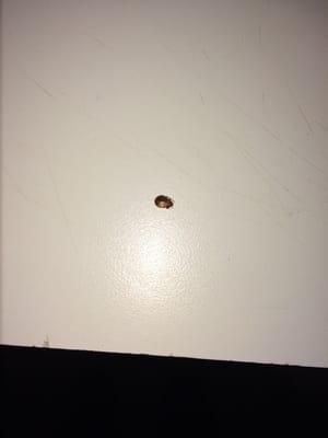 Dead bed bug in room 9