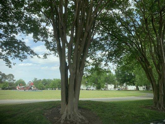 Shaded trees near the track