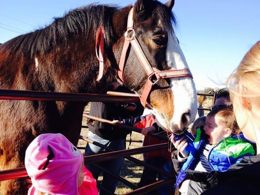 Feeding the horses