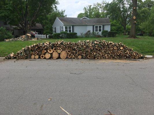 tree cut up for FREE firewood