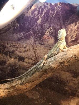 My bearded dragon that I bought from the store