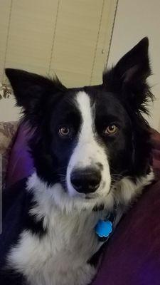 Border Collie