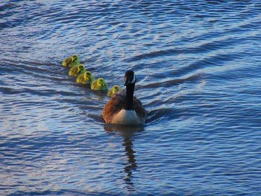 Mama and her babies