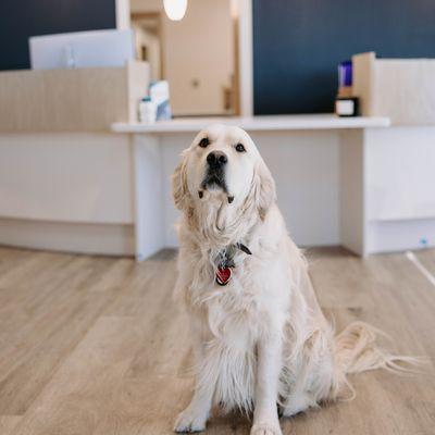 Meet Tenner, our Certified Therapy Dog at Neighborhood Dental!