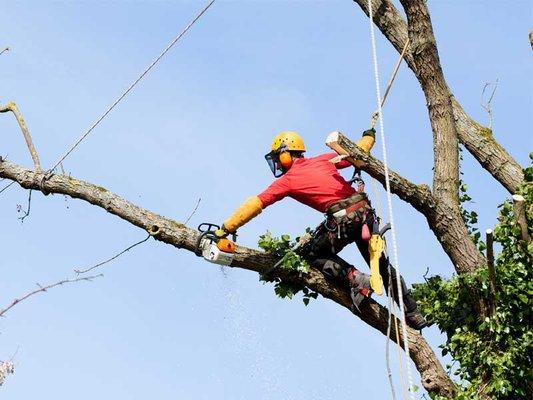 Alex's Tree Services