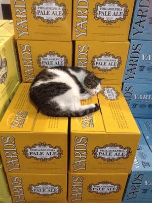 Sleeping Beer Cat.