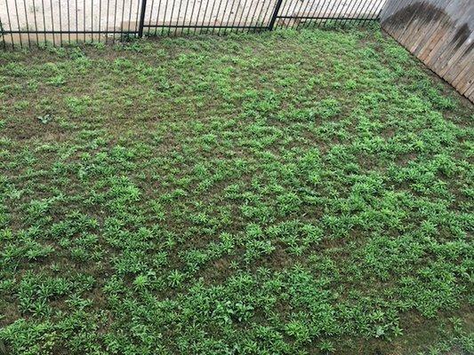 After Weed control service - 1 week later- my yard is covered with more weed- they refused to provide another service or refund.