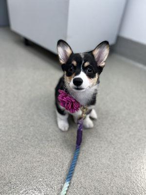 My puppy getting her first checkup