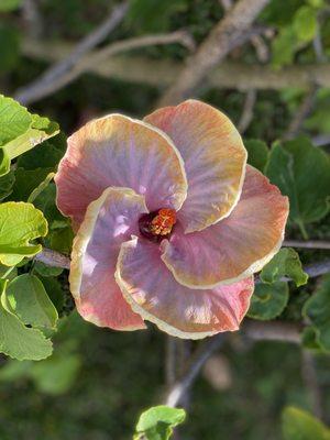 Landscape... Hibiscus