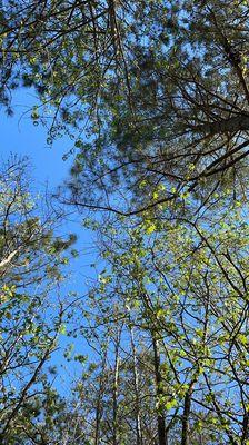 Beautiful forest canopies