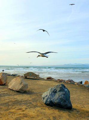 Morro Strand State Beach 4 April 2023