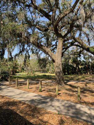 Live oak in the park, swamp is behind