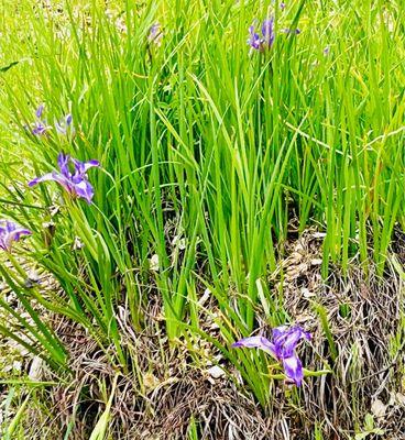 Iris in bloom