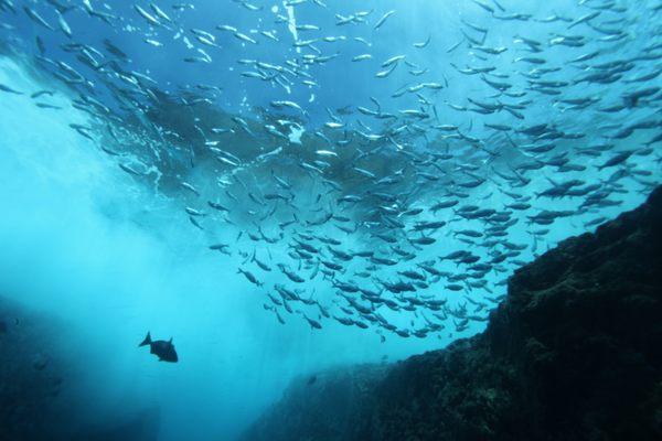 Snorkeling