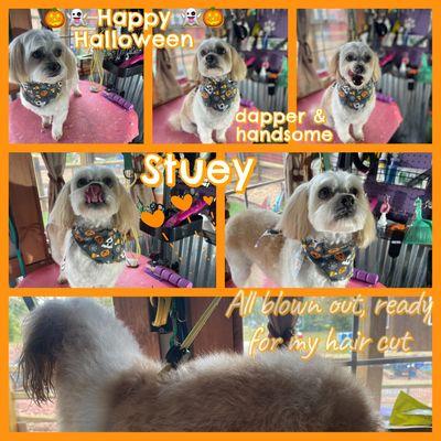 Stuey is soooo much fun! Playful and ready to go!