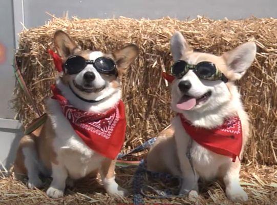 Gracie Deuce & Marco are ready for the Eclipse on August 21st. We have free eclipse glasses (while supplies last)