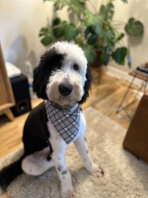 Groomed happy dog