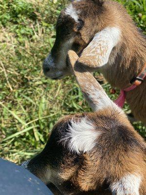 Little Goat Farm at the Lake