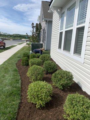 Brand, new shrubs, and Flower bed installed