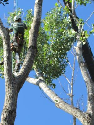 Tree Removal