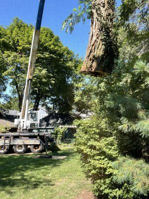 Mahwah Tree Corporation