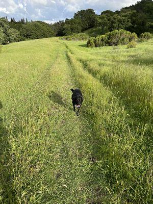 Happy boi buzz enjoying both his freedom and stay/place work