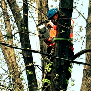 Adolfo Tree Services